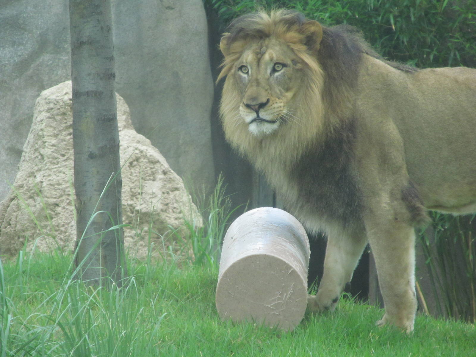 John, the African Lion