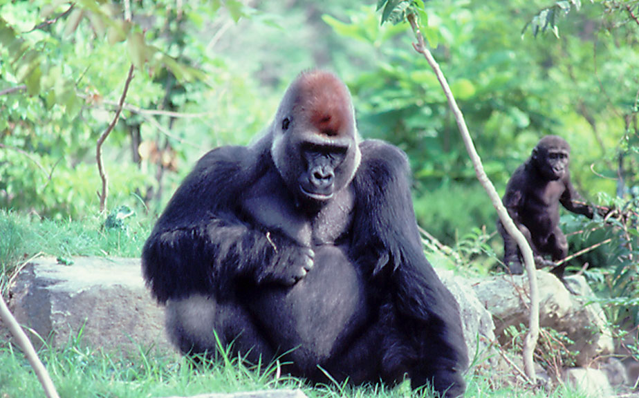 John the Gorilla - 1987