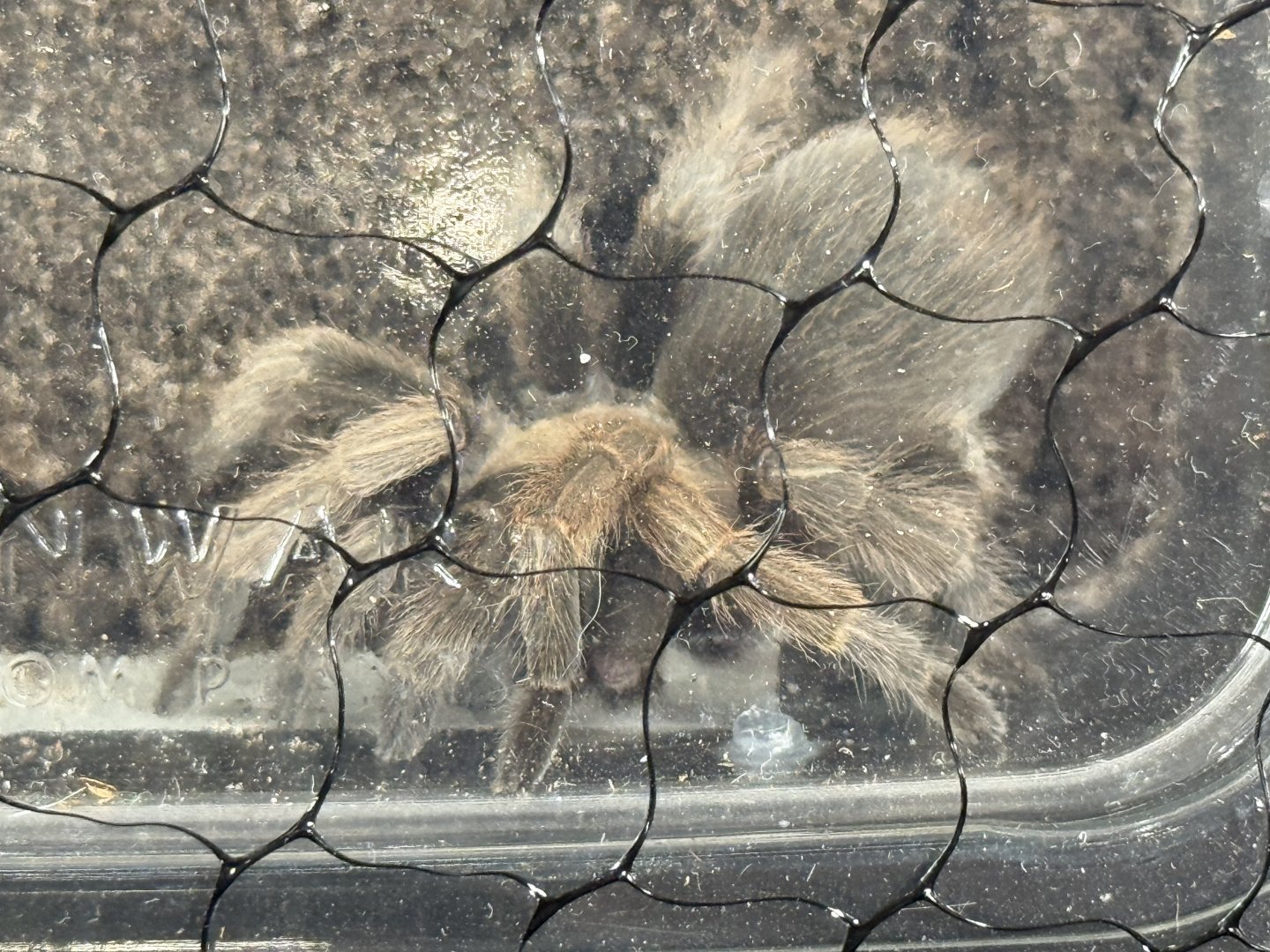 Johnny Cash’s tarantula