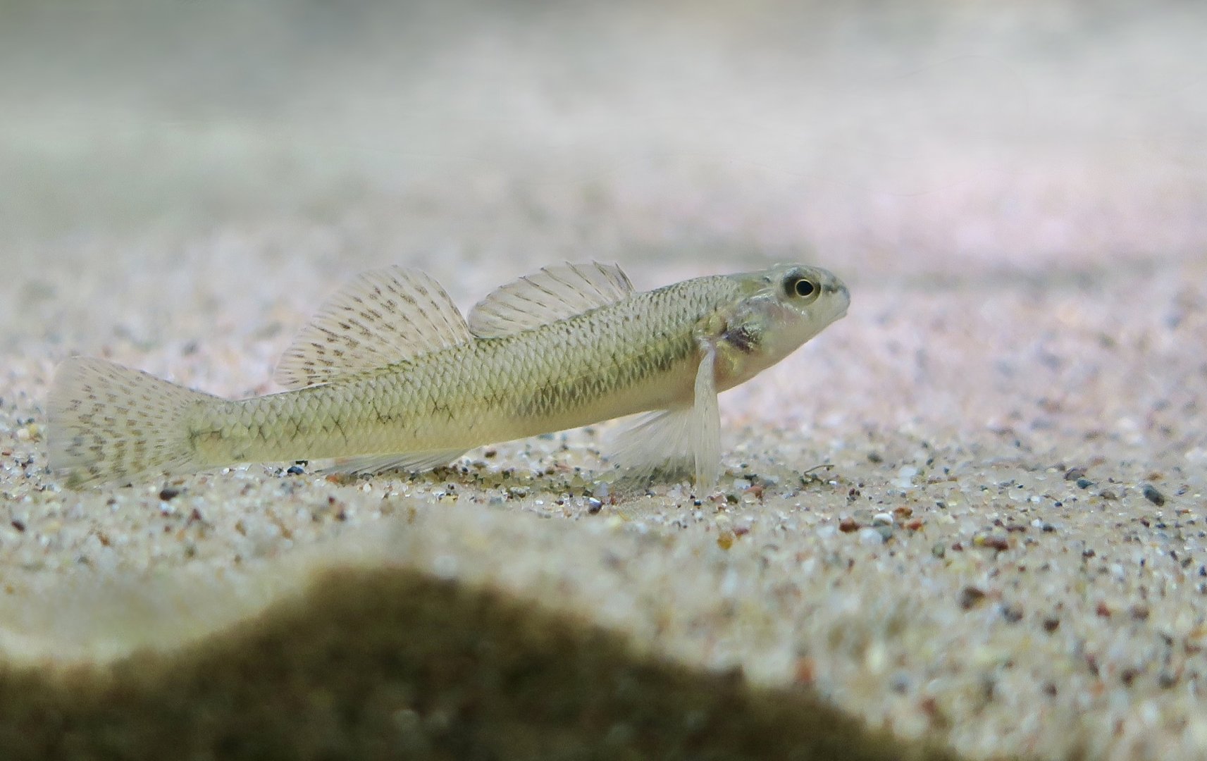 Johnny Darter (Etheostoma nigrum)