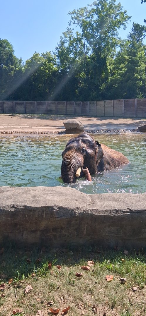 Johnson a bull elephant swimming at the columbus zoo