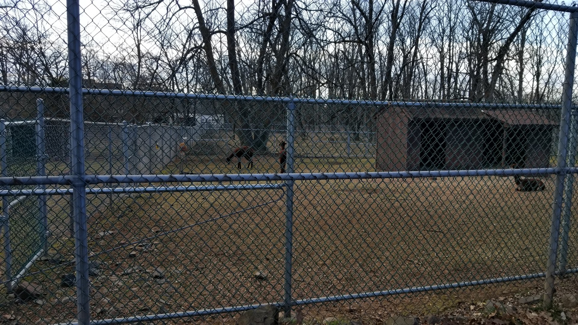 Johnson Park Jan 21 - Alpacas