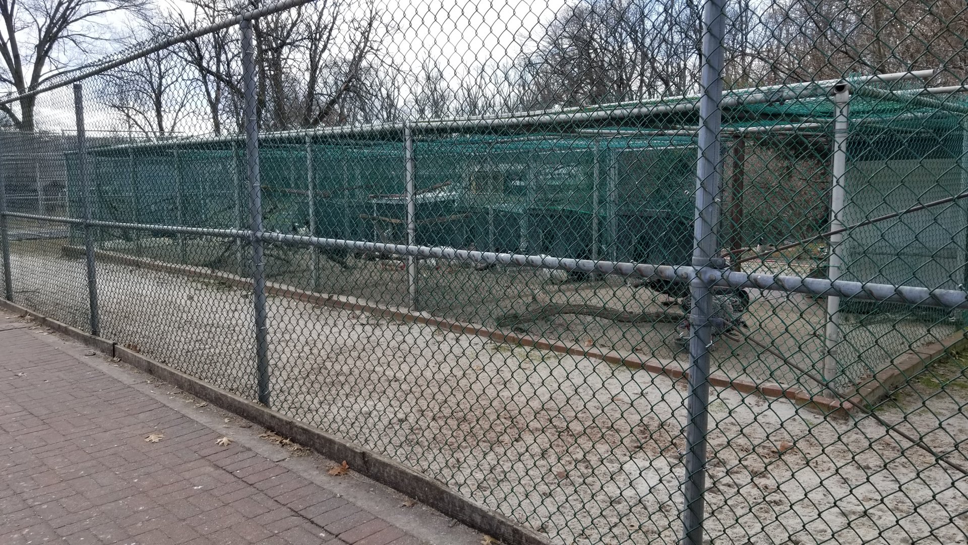 Johnson Park Jan 21 - Bird row