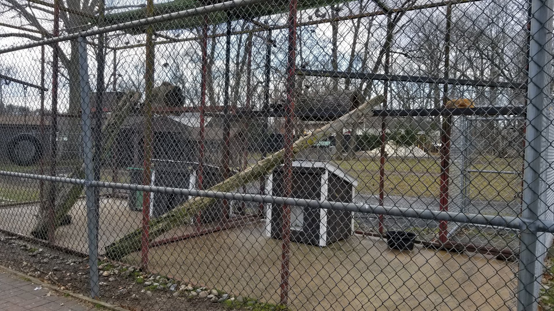 Johnson Park Jan 21 - Carnivores