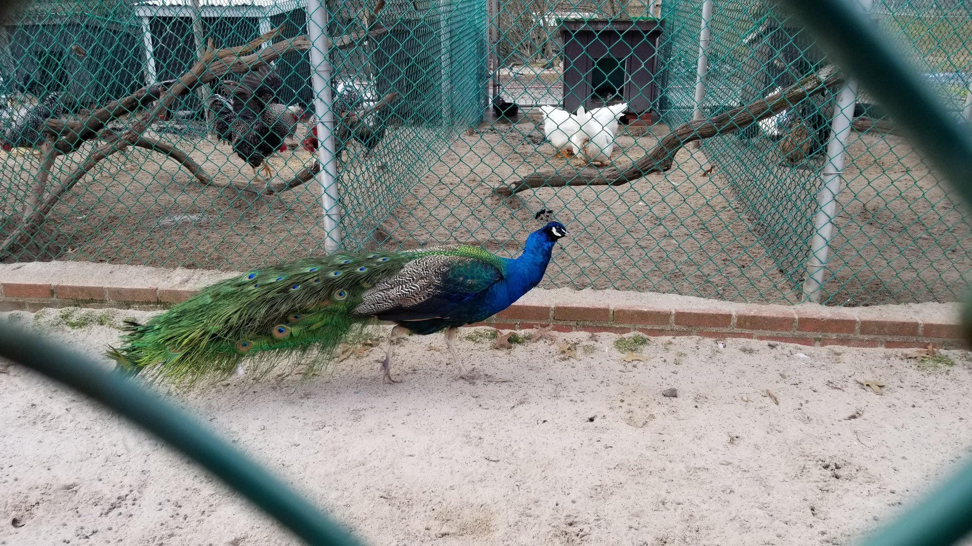 Johnson Park Jan 21 - Chickens, indian peafowl