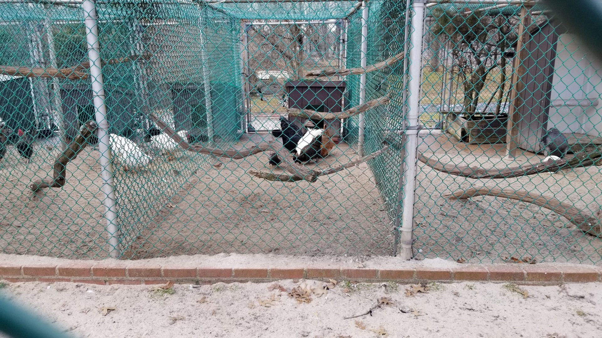 Johnson Park Jan 21 - Chickens