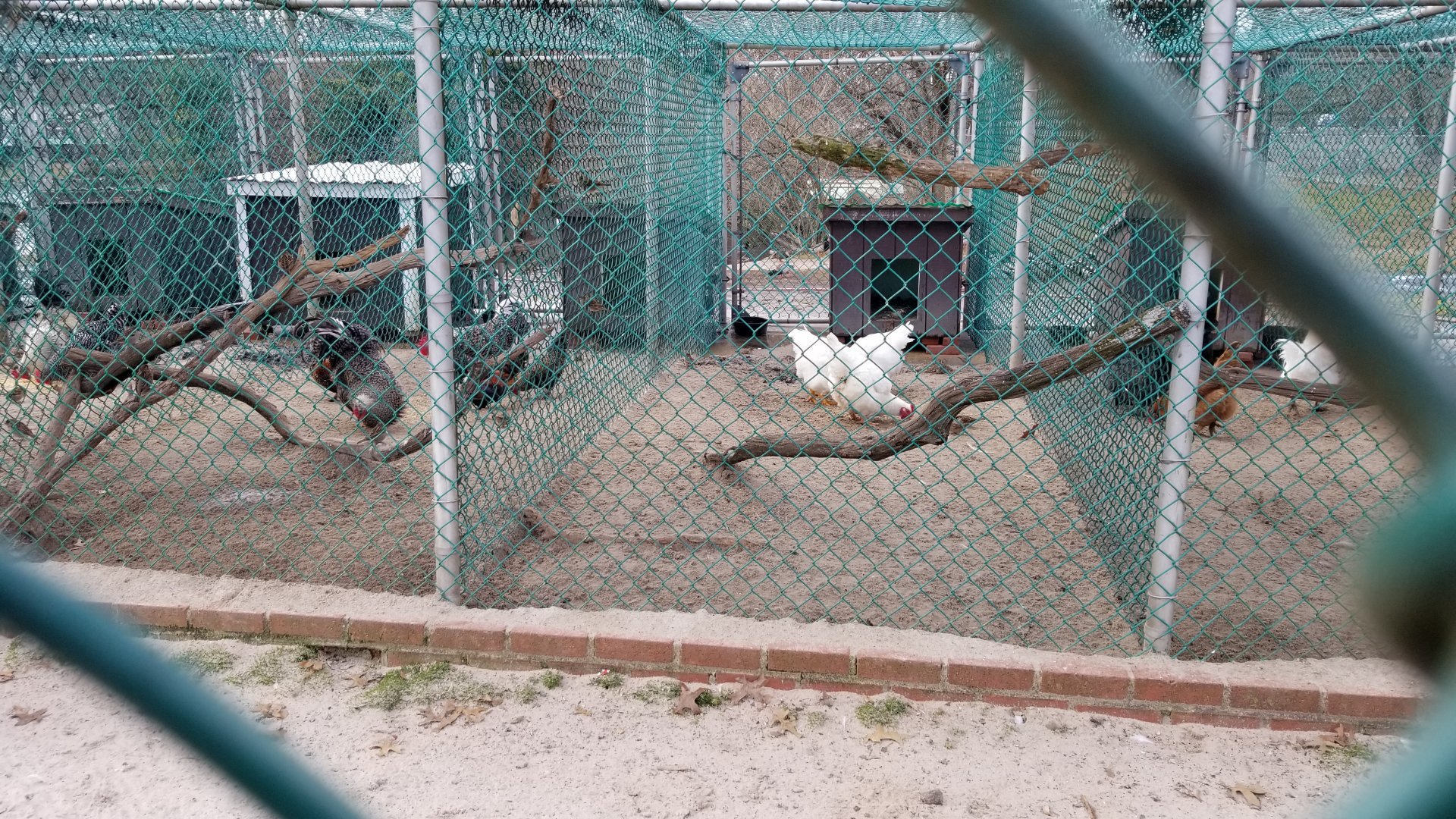 Johnson Park Jan 21 - Chickens