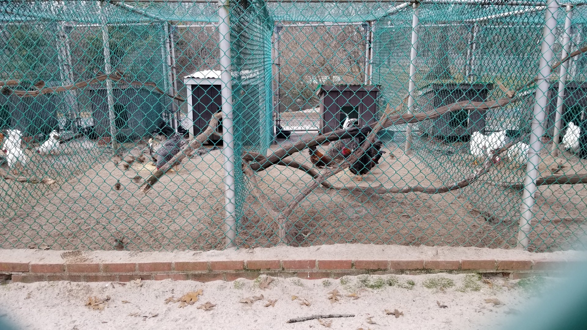 Johnson Park Jan 21 - Chickens