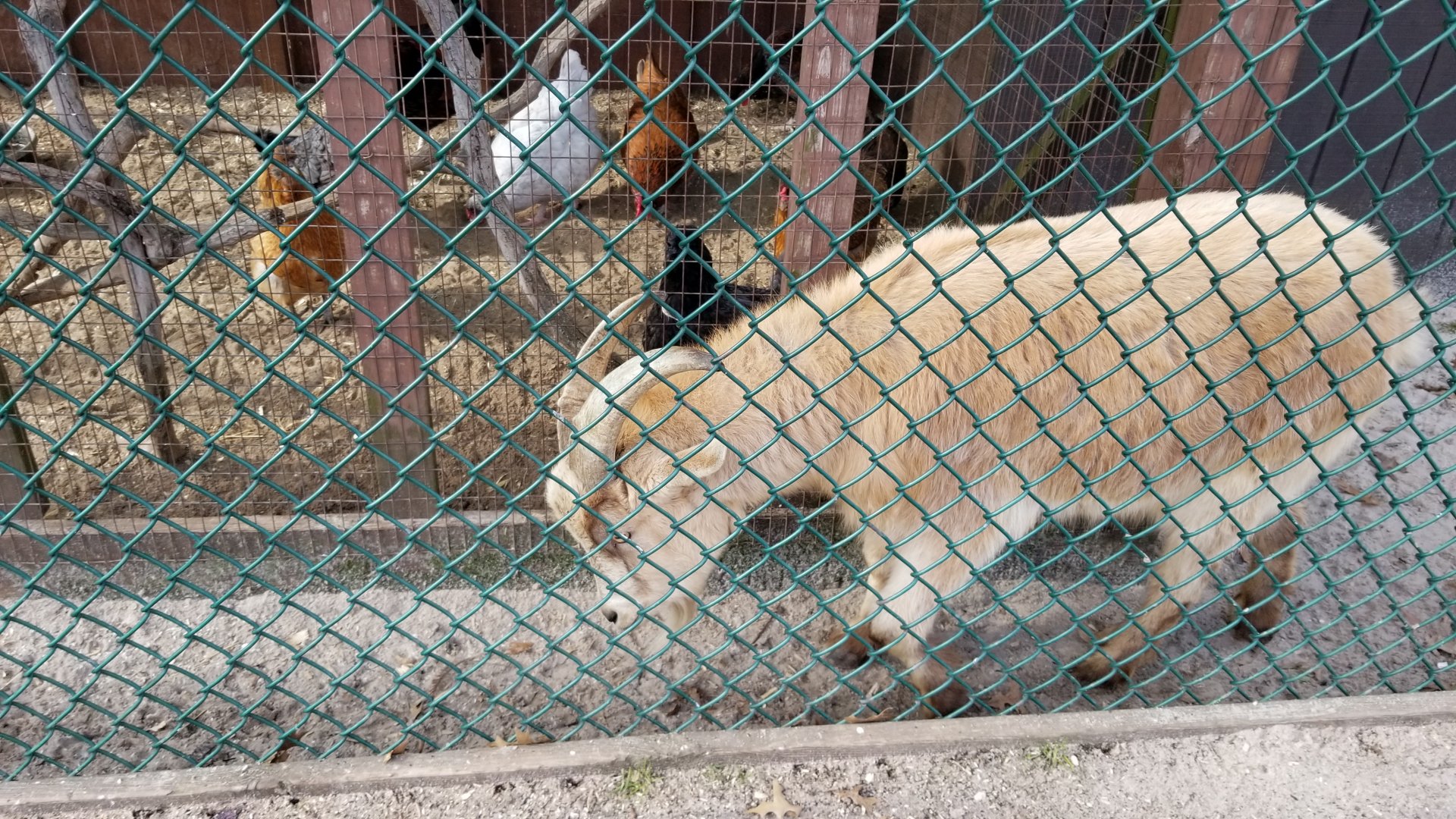 Johnson Park Jan 21 - Goat, chickens