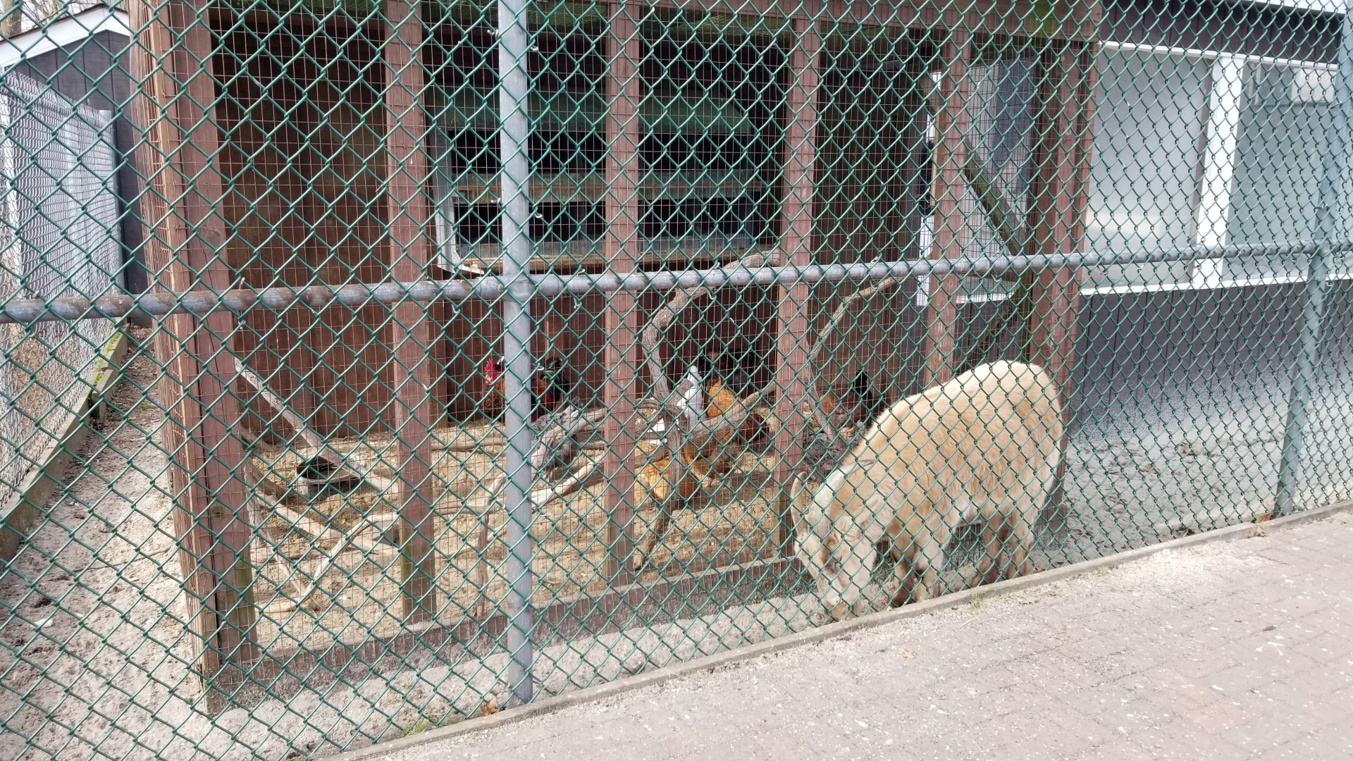 Johnson Park Jan 21 - Goat, chickens