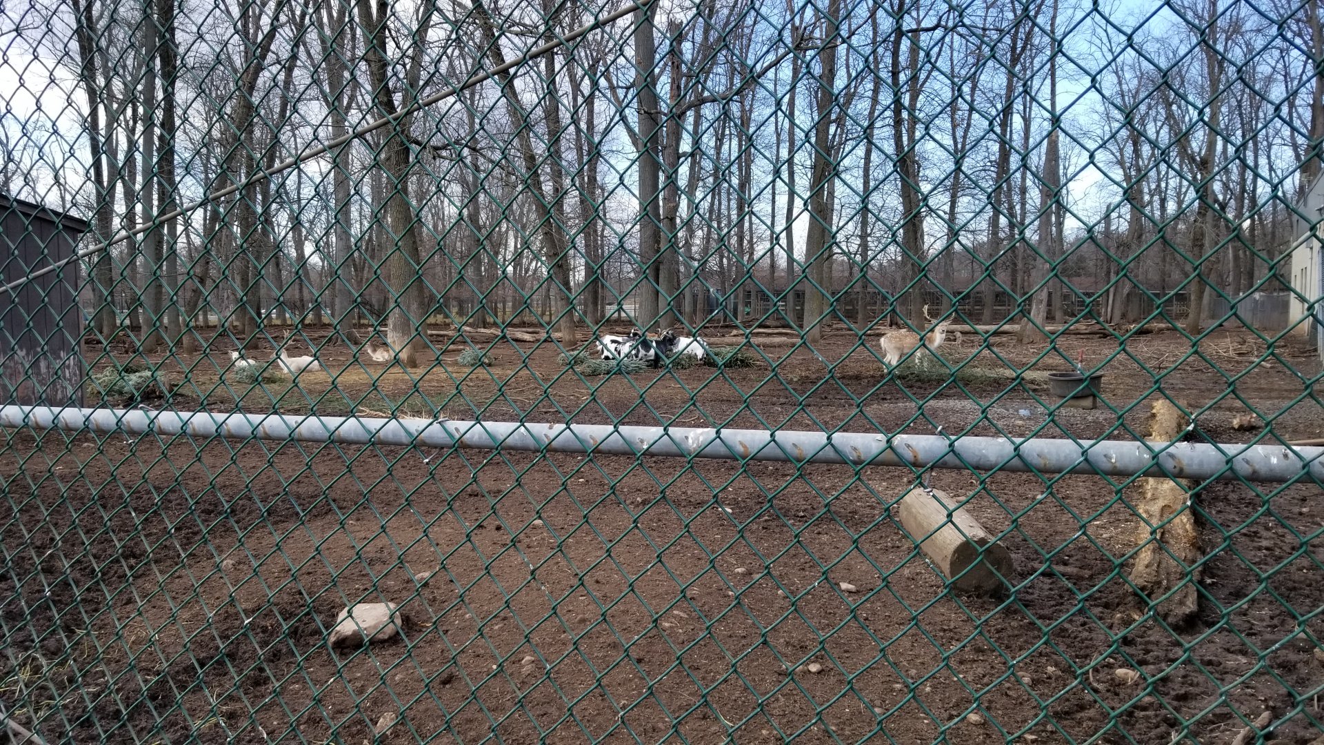 Johnson Park Jan 21 - Goats, fallow deer
