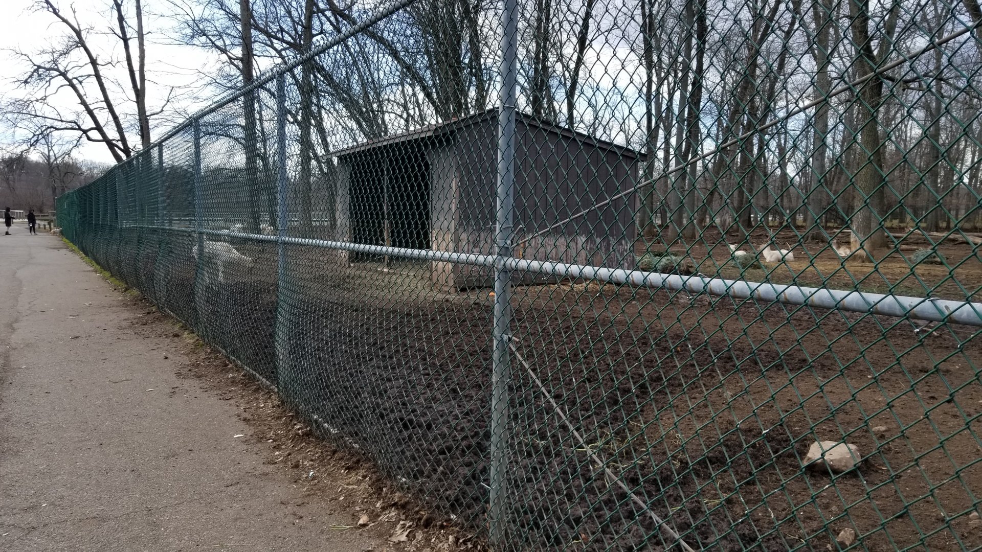Johnson Park Jan 21 - Goats, fallow deer
