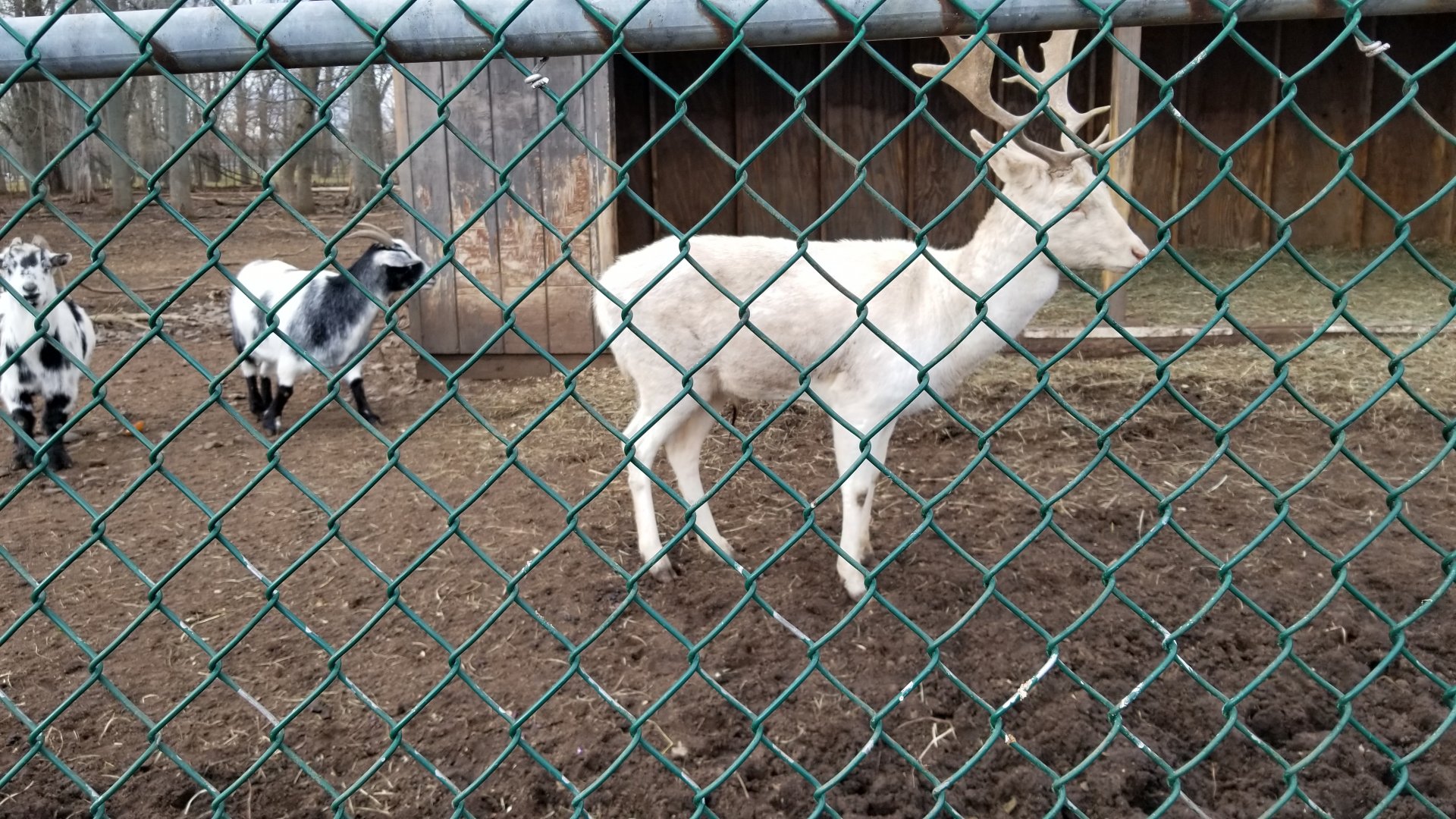Johnson Park Jan 21 - Goats, fallow deer