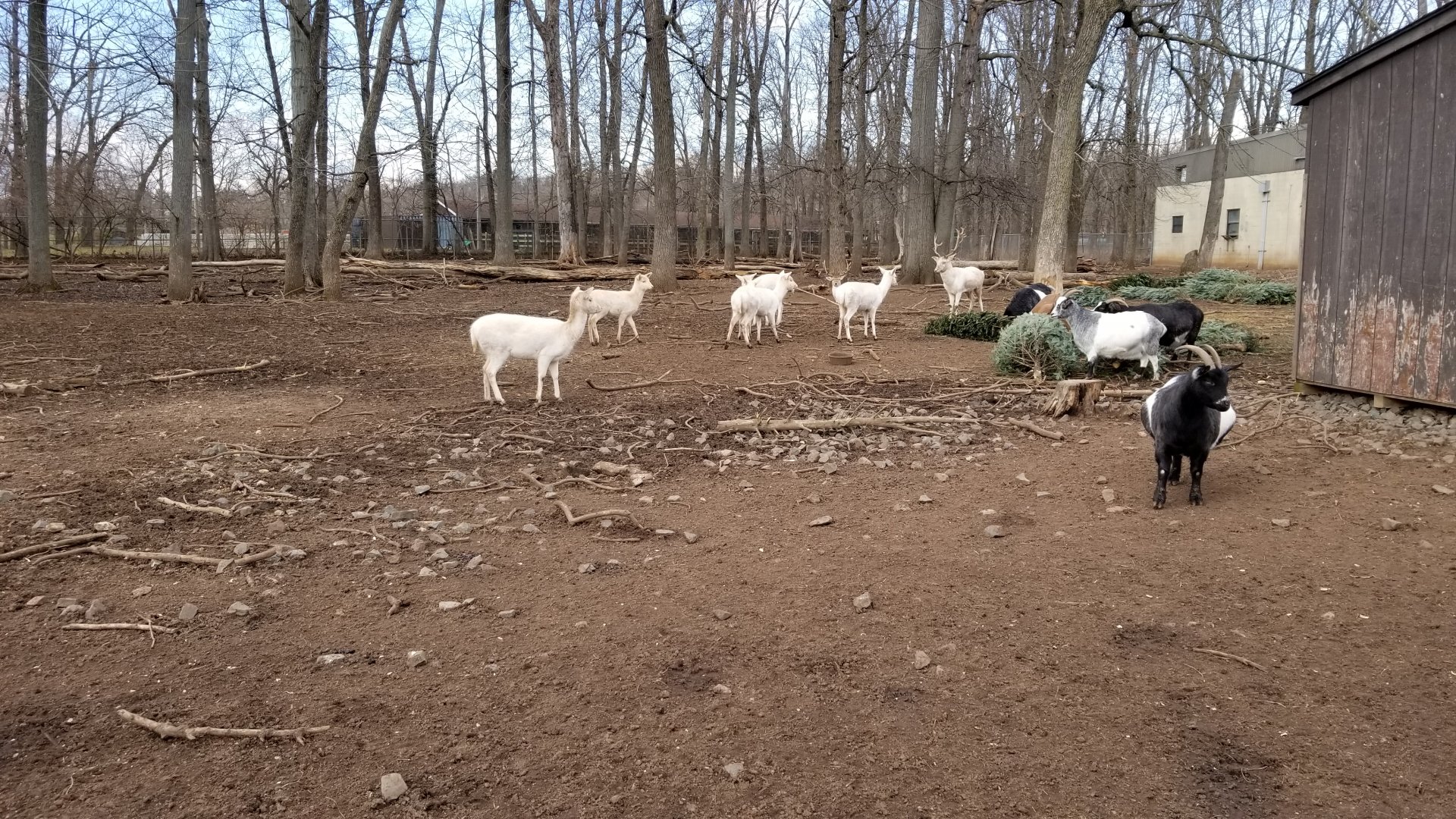 Johnson Park Jan 21 - Goats, fallow deer