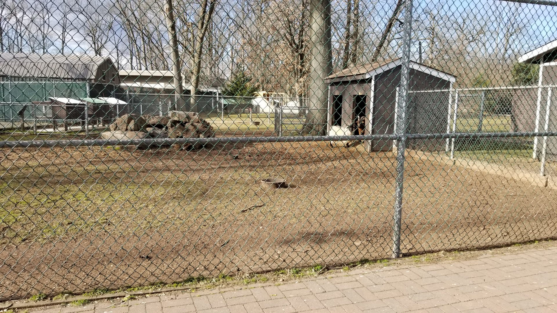 Johnson Park Jan 21 - Goats