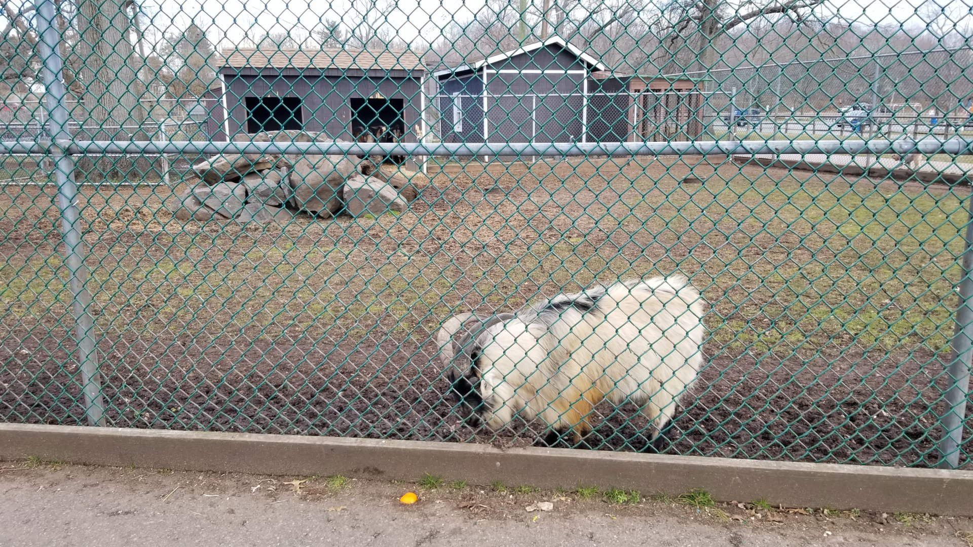 Johnson Park Jan 21 - Goats