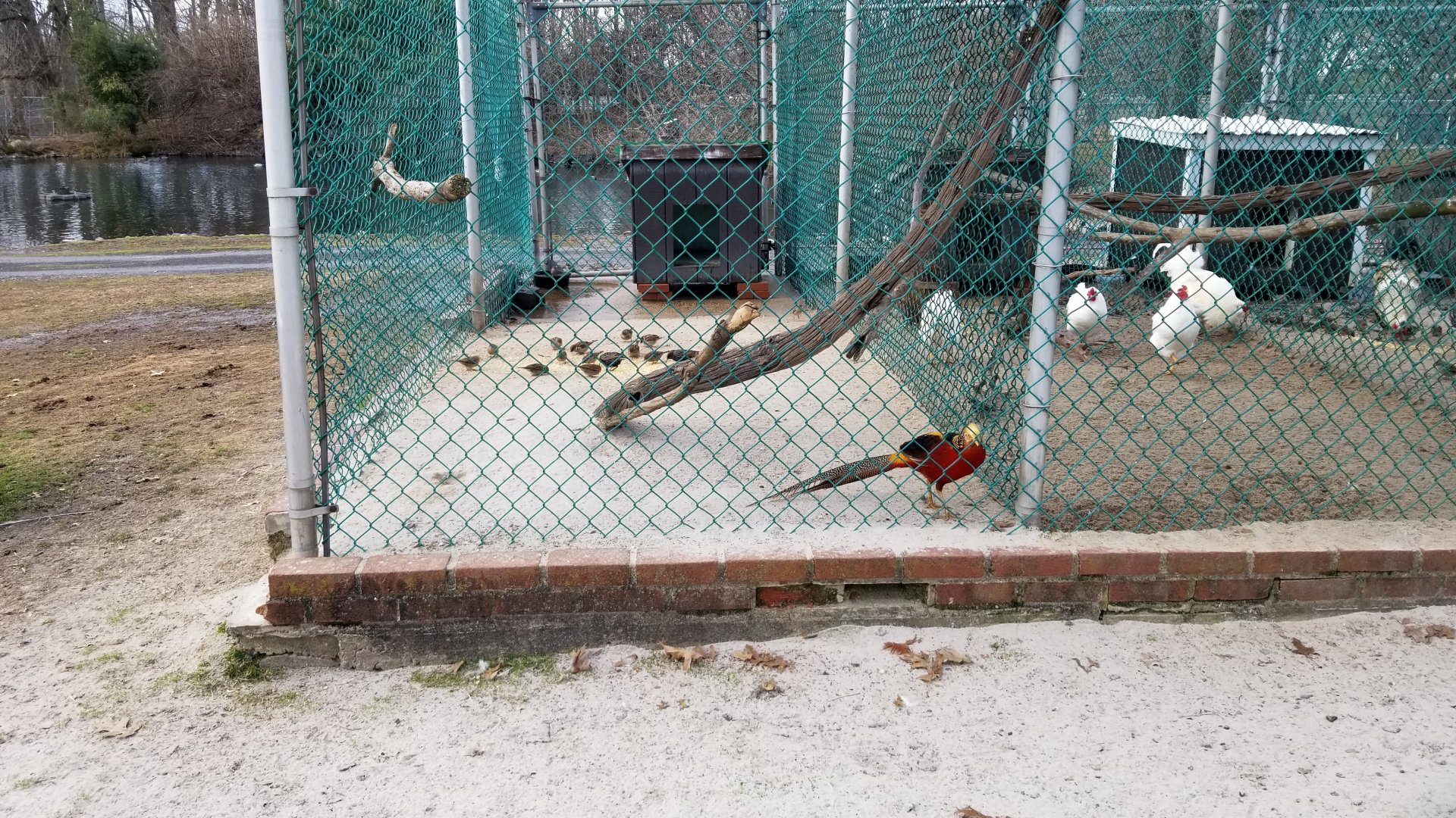 Johnson Park Jan 21 - Golden pheasant