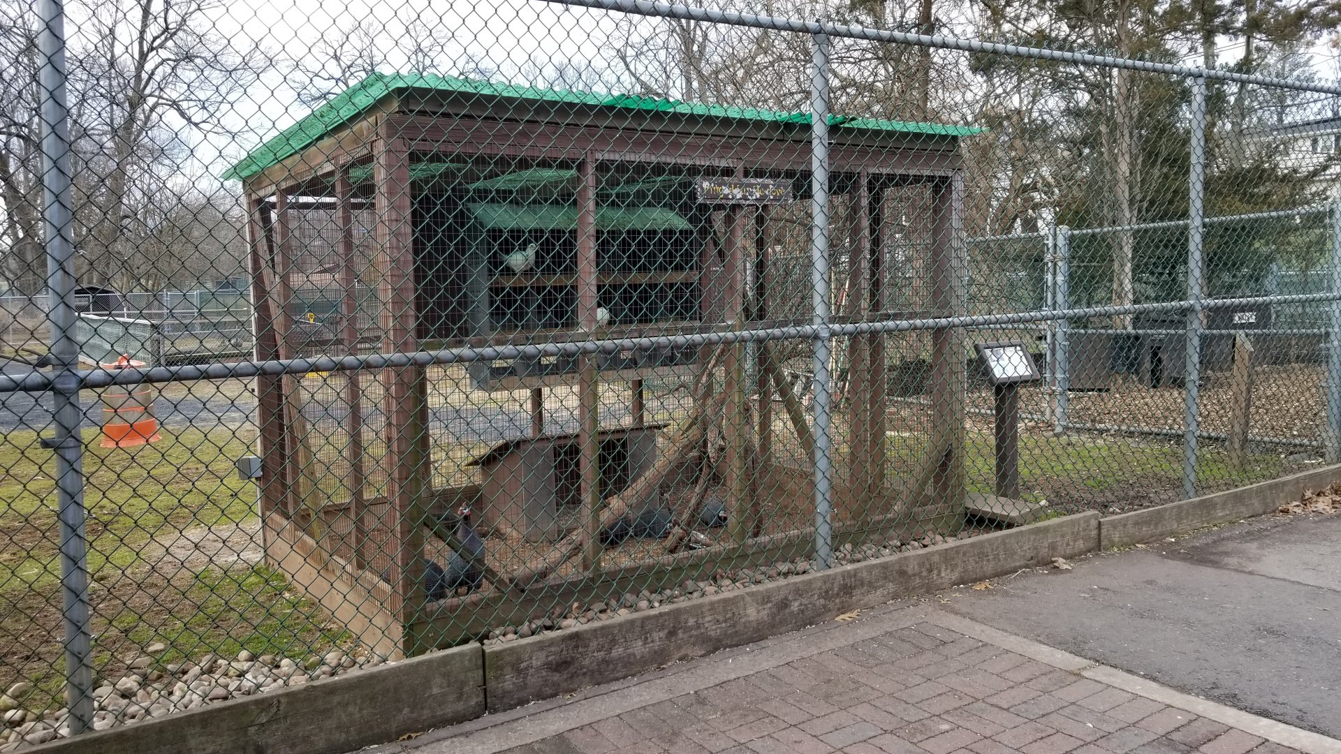 Johnson Park Jan 21 - Pigeons, guineafowl