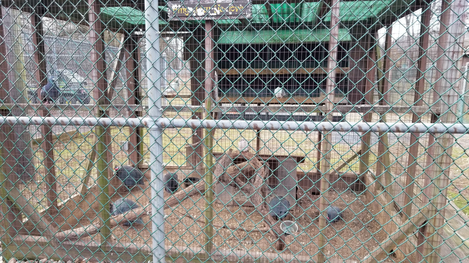 Johnson Park Jan 21 - Pigeons, guineafowl