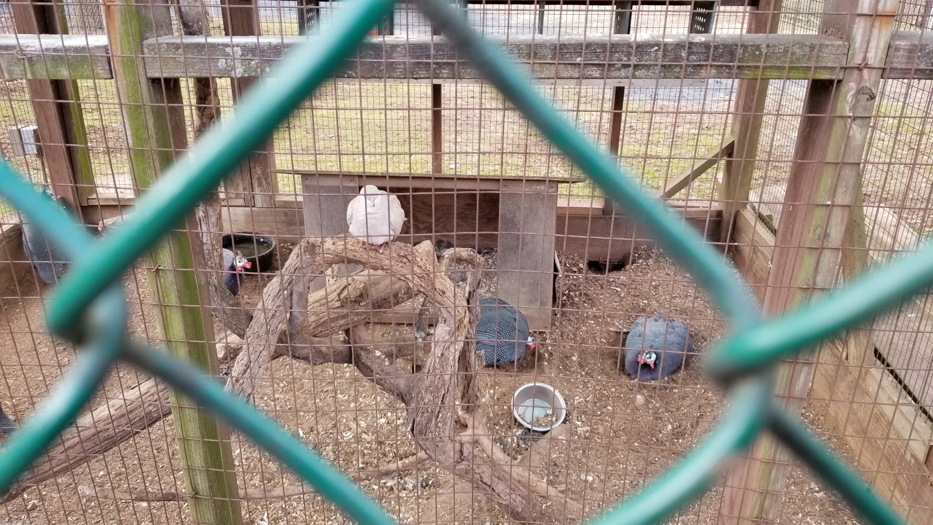 Johnson Park Jan 21 - Pigeons, guineafowl