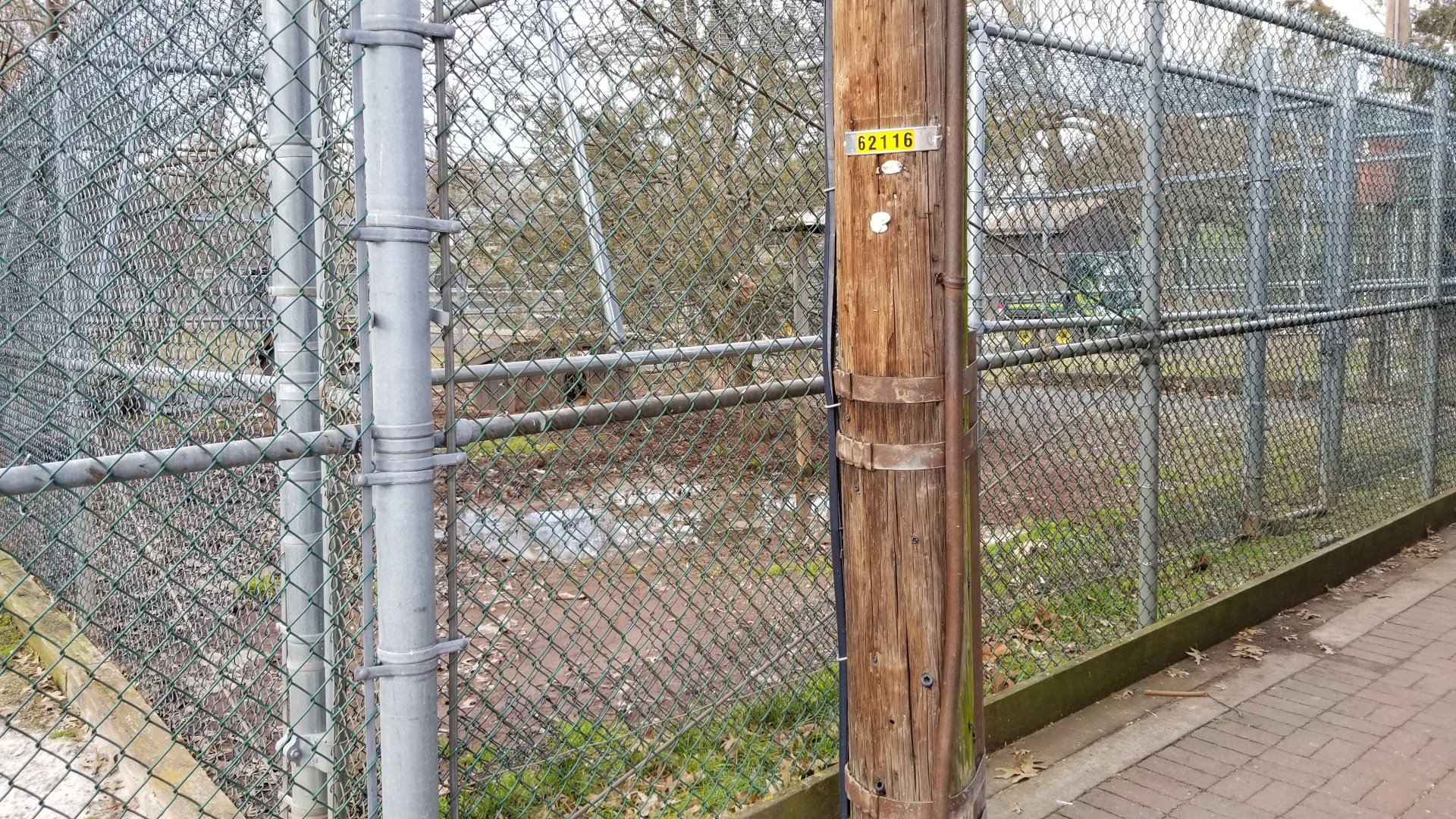 Johnson Park Jan 21 - Pigs