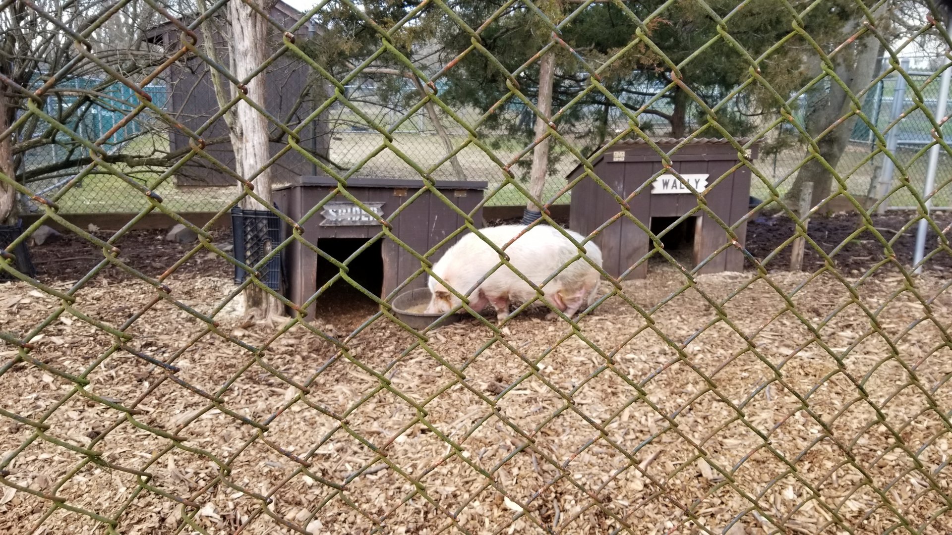 Johnson Park Jan 21 - Pigs