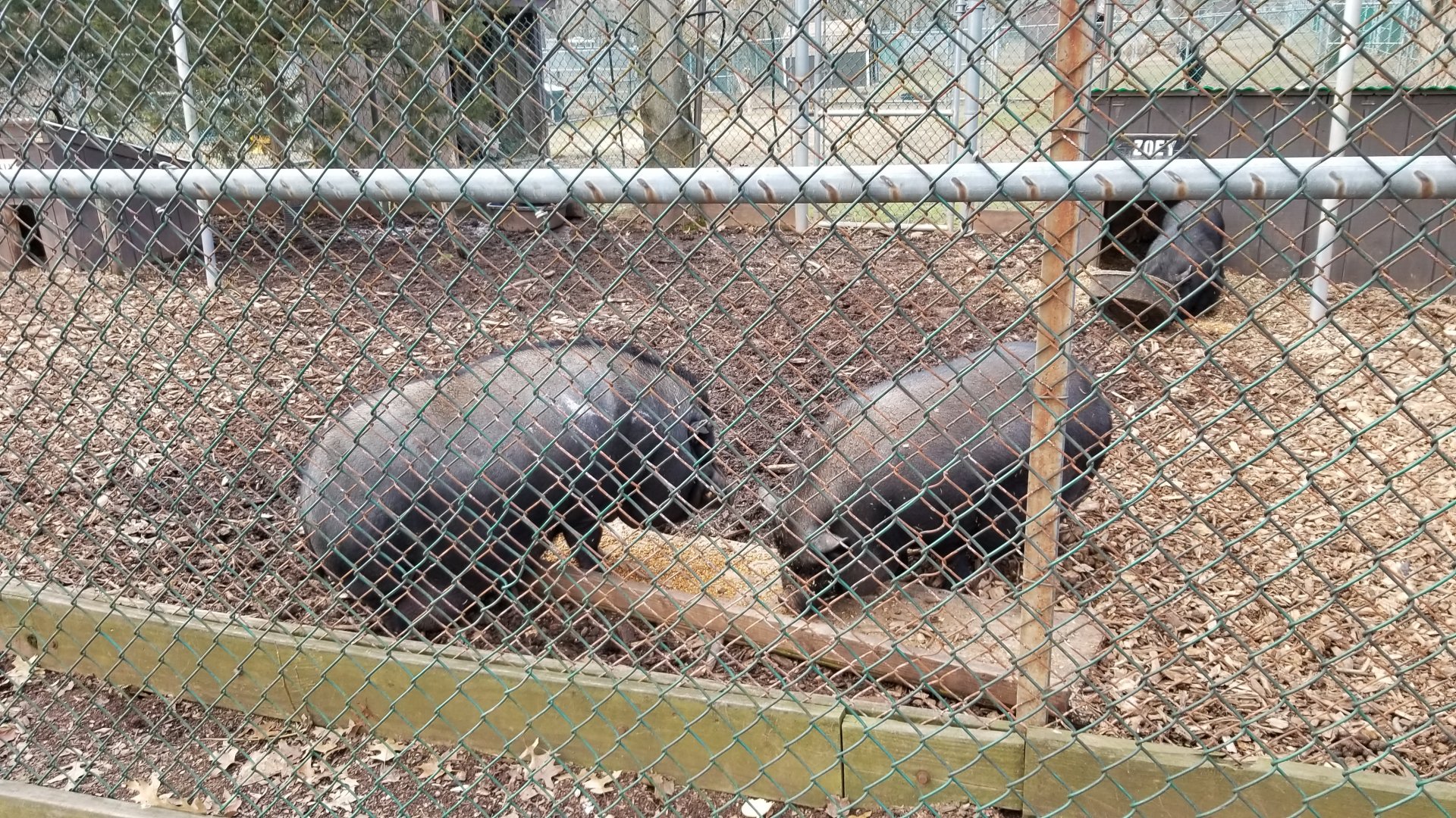 Johnson Park Jan 21 - Pigs