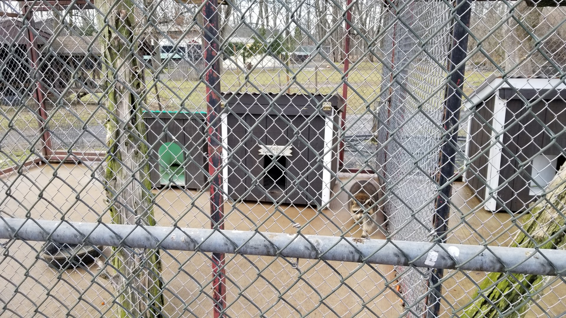 Johnson Park Jan 21 - Raccoon