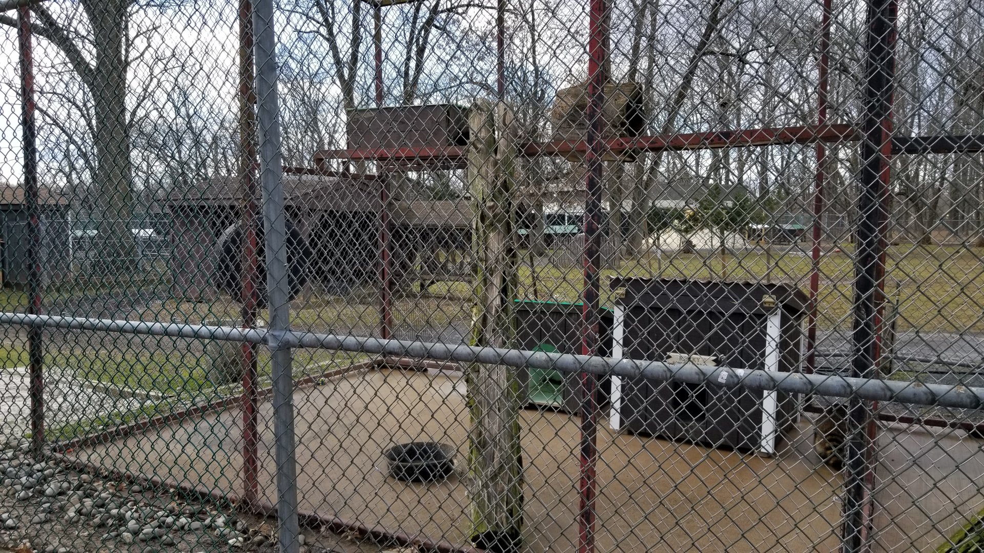 Johnson Park Jan 21 - Raccoon