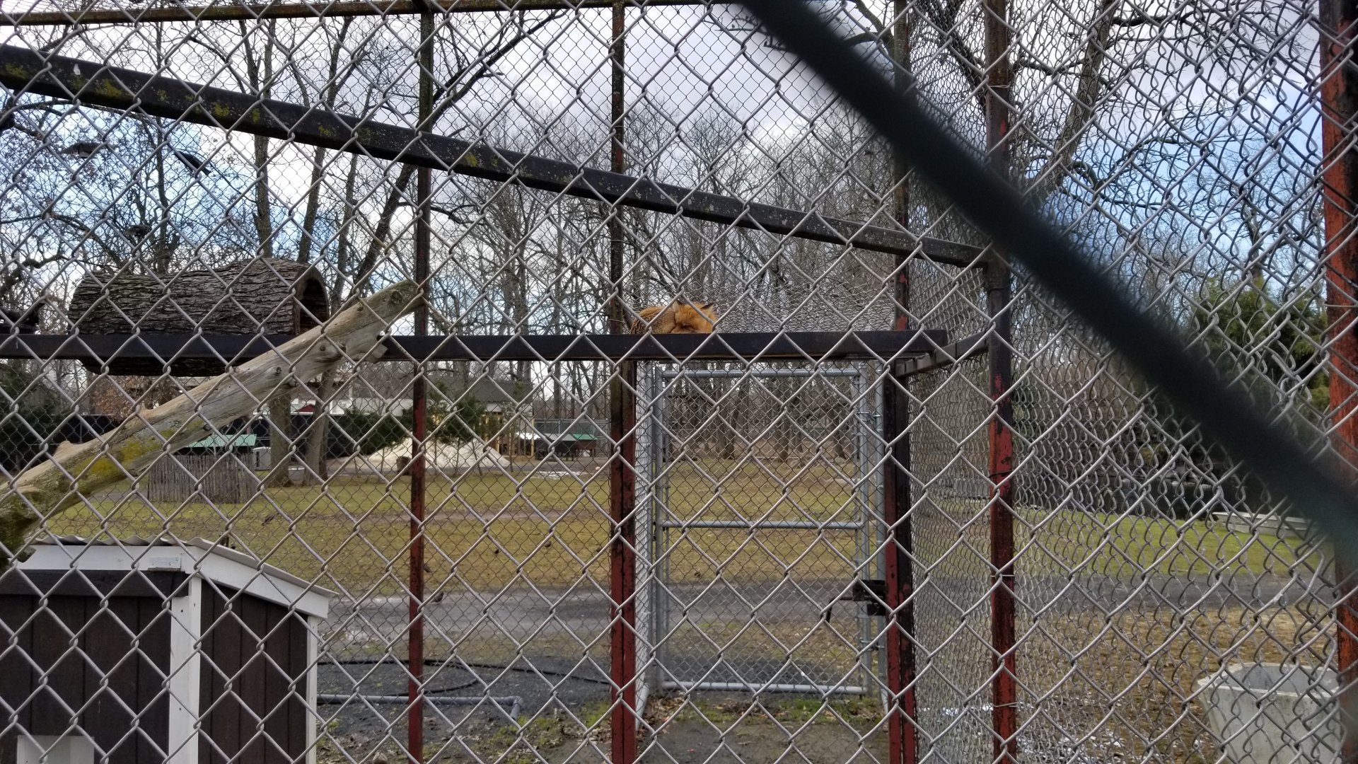 Johnson Park Jan 21 - Red fox