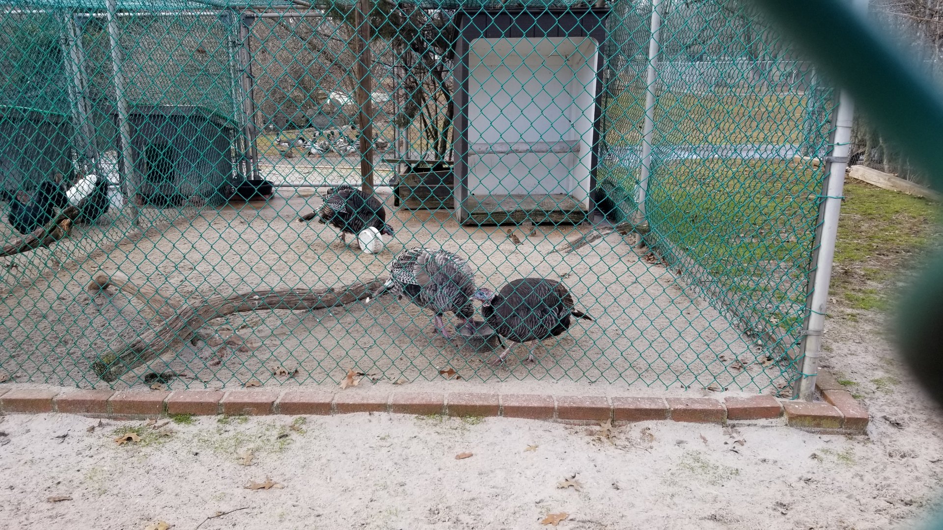 Johnson Park Jan 21 - Turkeys