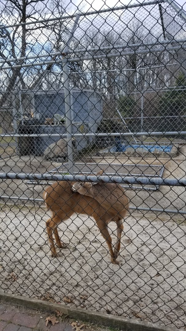 Johnson Park Jan 21 - Whitetail, empty exhibit