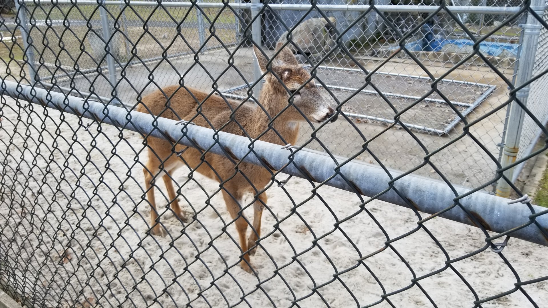 Johnson Park Jan 21 - Whitetail