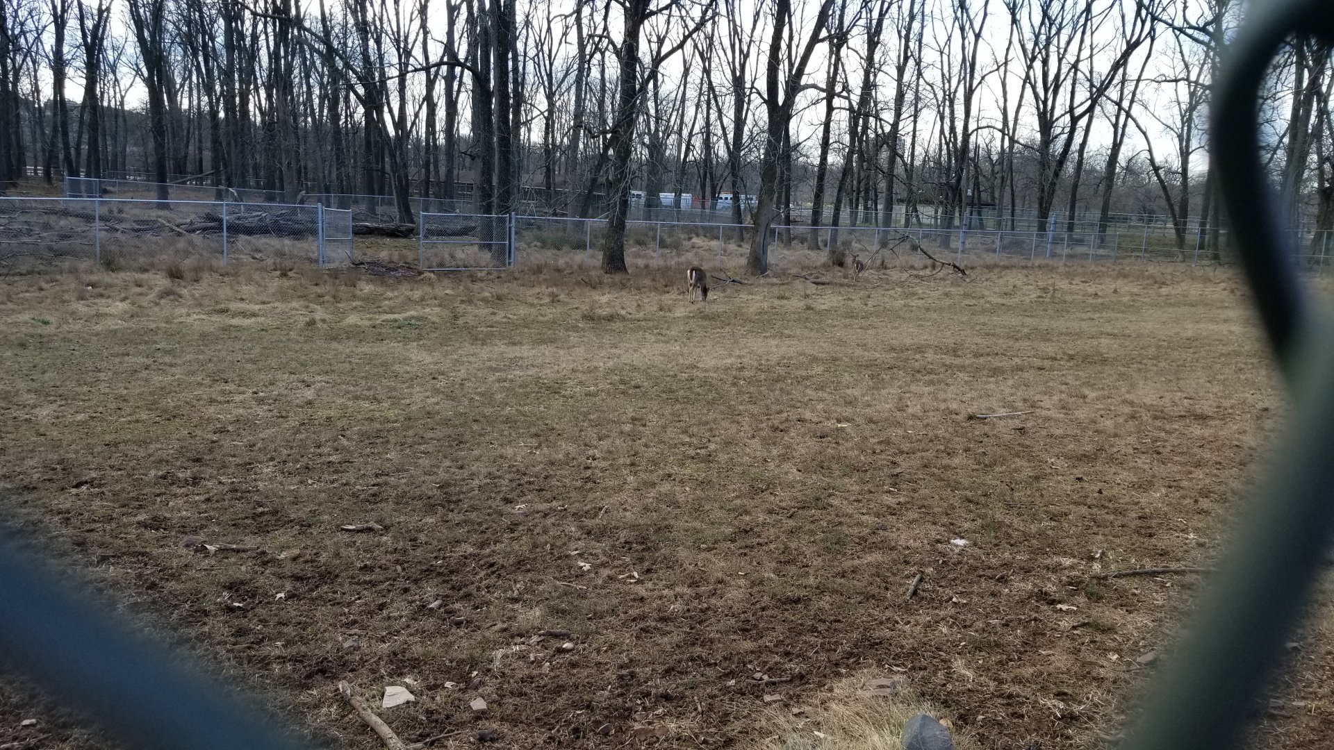 Johnson Park Jan 21 - Whitetail