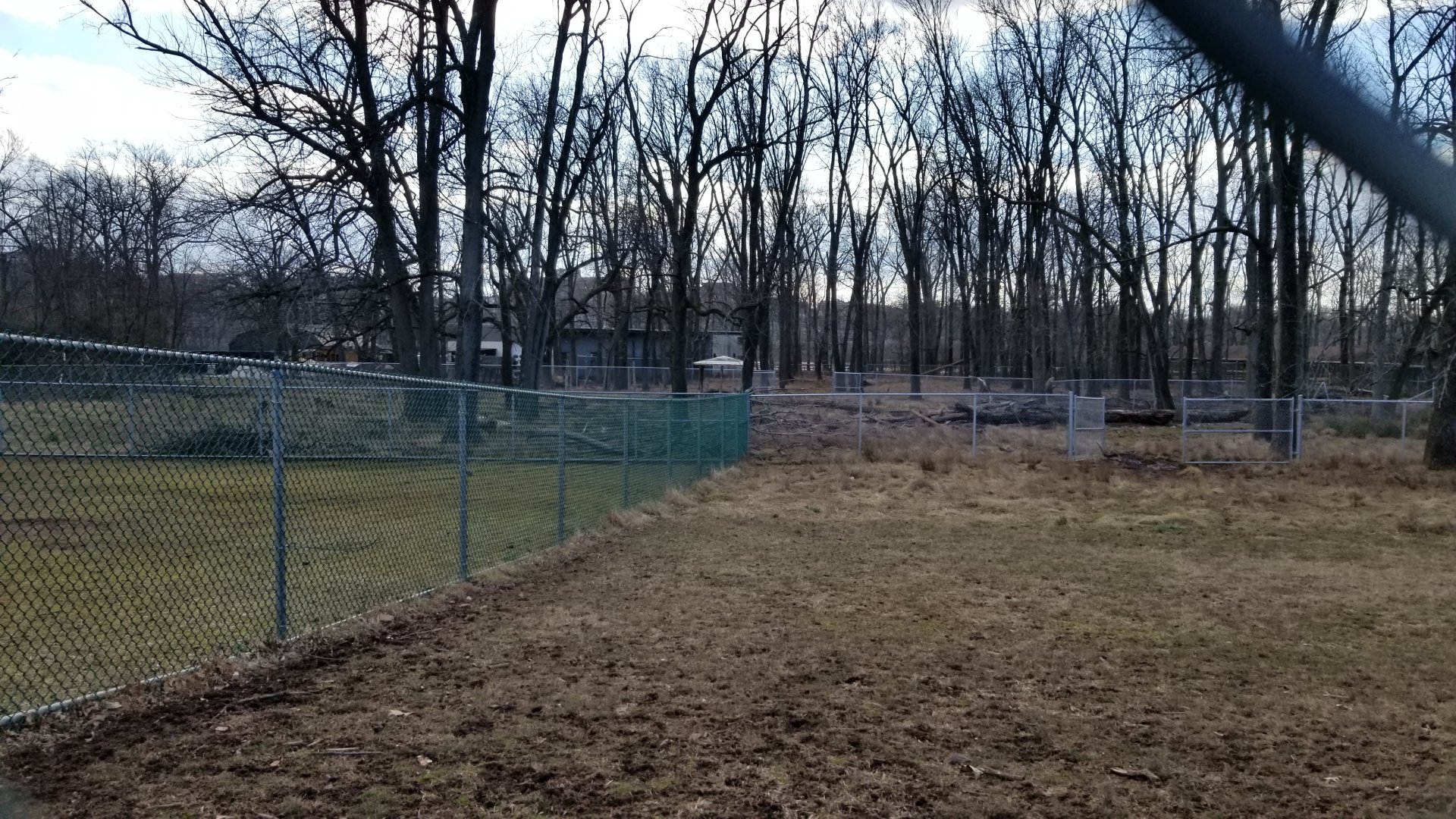 Johnson Park Jan 21 - Whitetail