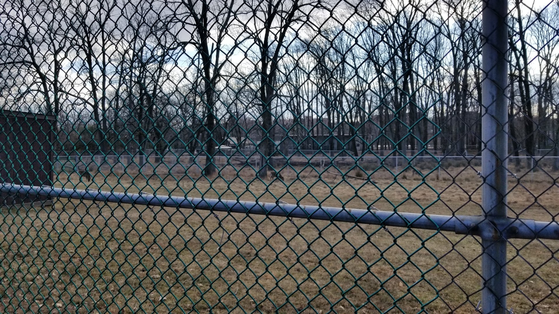 Johnson Park Jan 21 - Whitetail