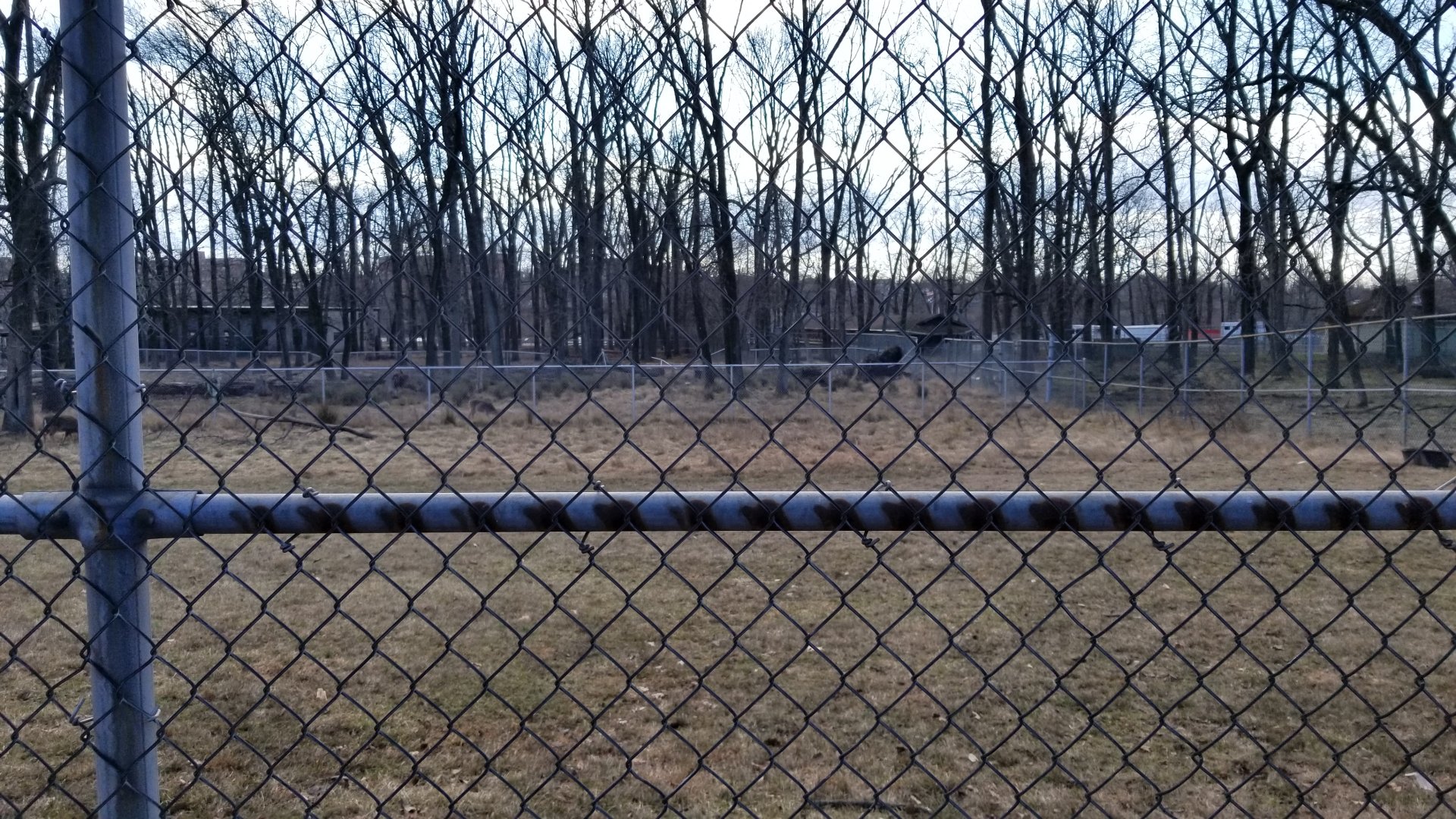 Johnson Park Jan 21 - Whitetail