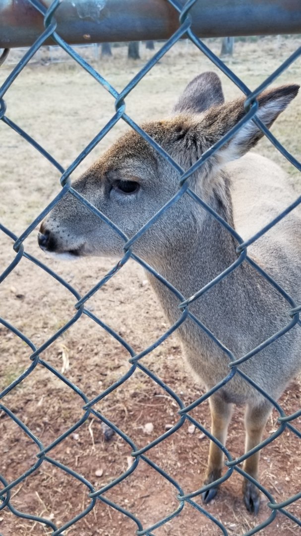 Johnson Park Jan 21 - Whitetail