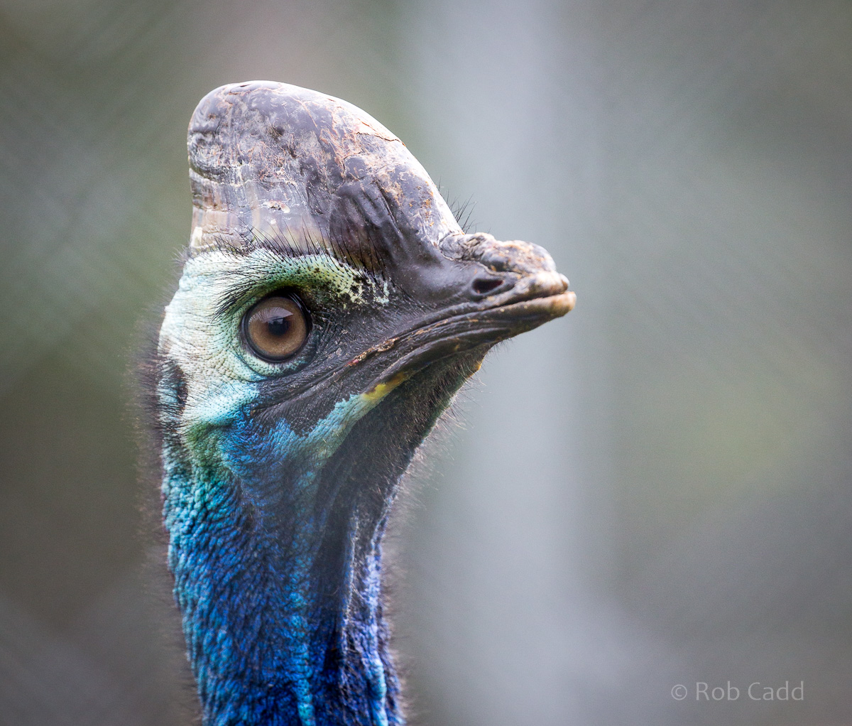 Johnson's cassowary : Hamerton : 05 Apr 2019