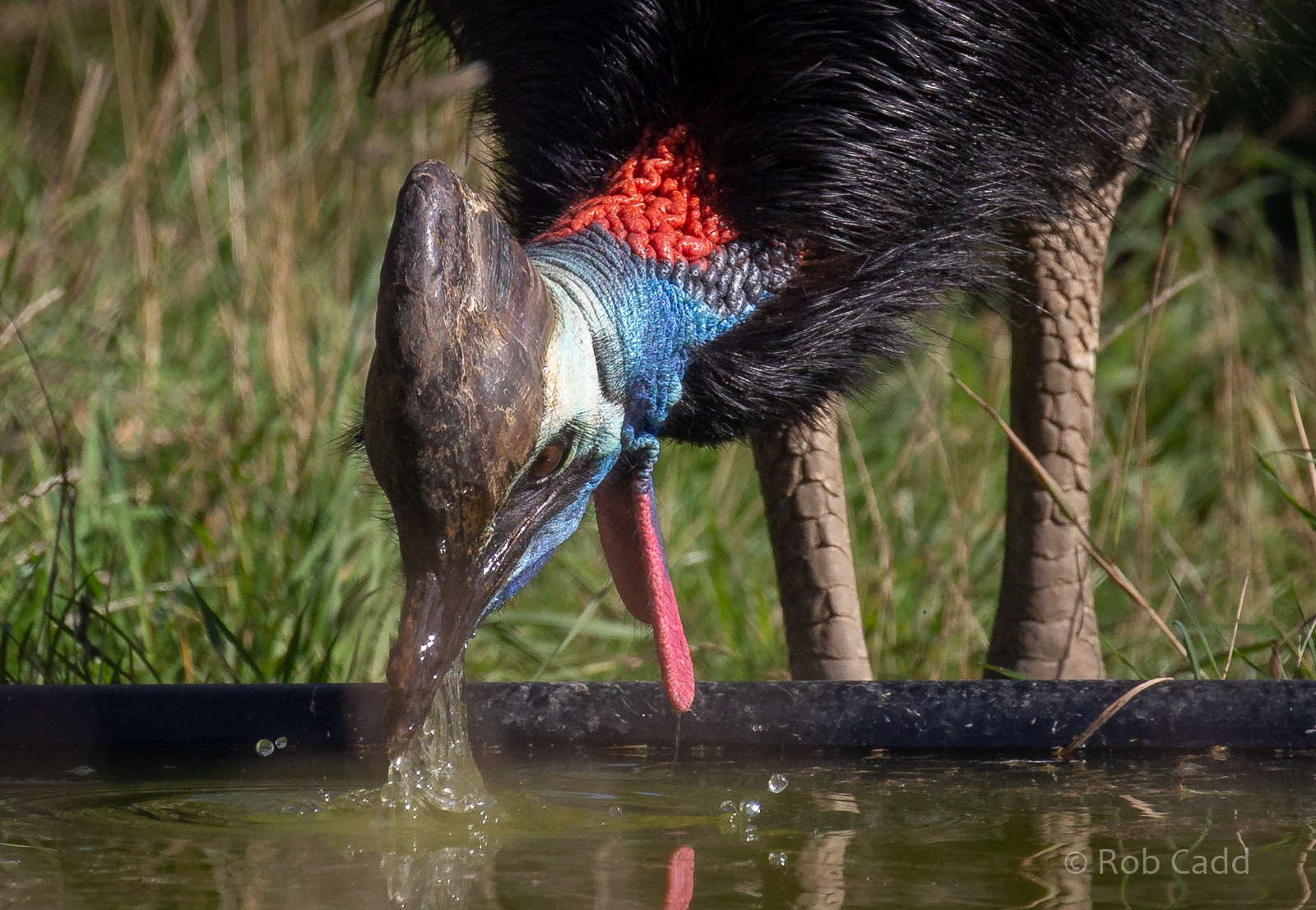 Johnson's cassowary : Hamerton : 06 Sep 2020