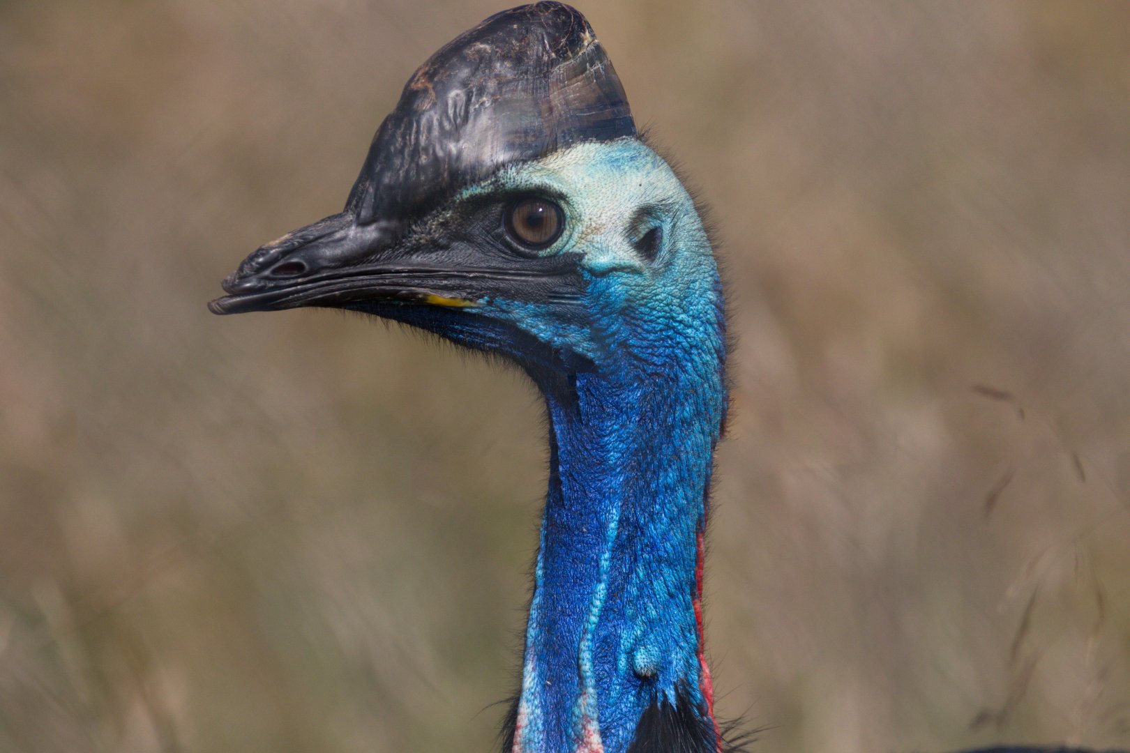 Johnson's Cassowary / Hamerton / 11-7-19