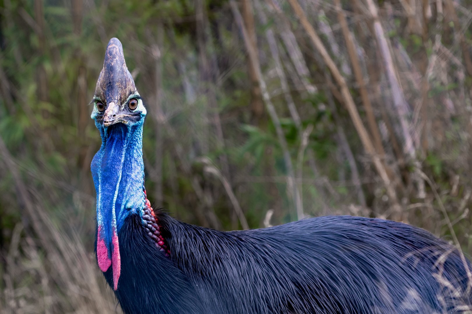 Johnson's cassowary / Hamerton / 28-9-20