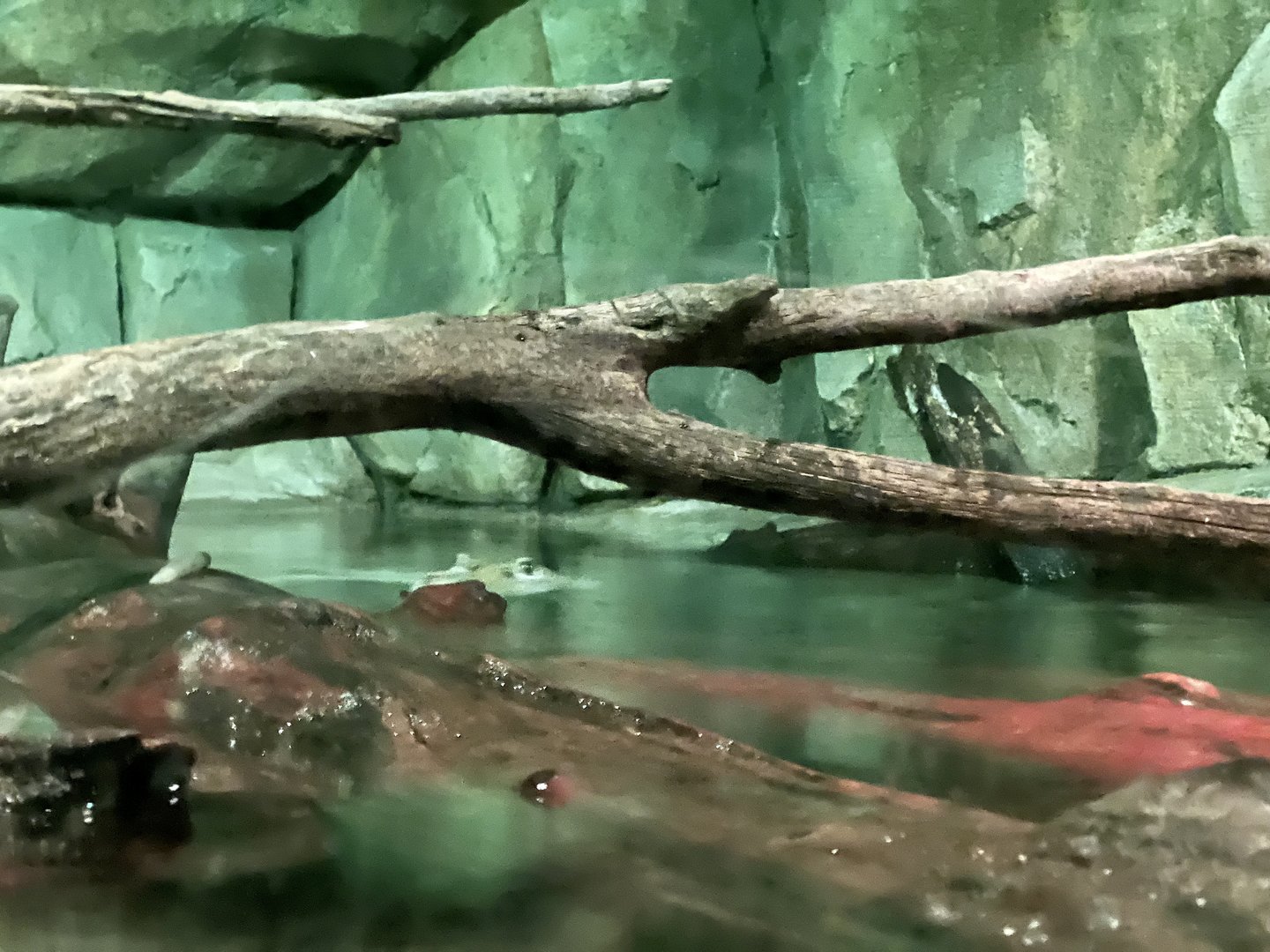Johnson’s Crocodile Exhibit