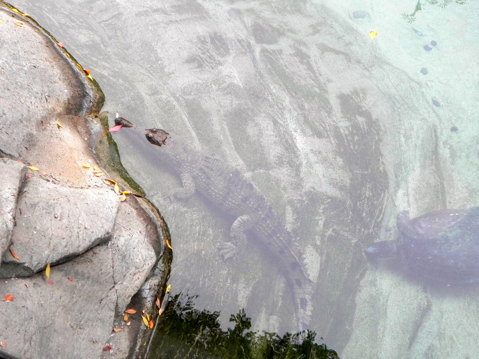 Johnson's crocodile?