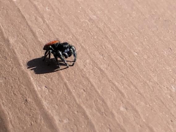 Johnson's jumping spider (Arcata, CA)