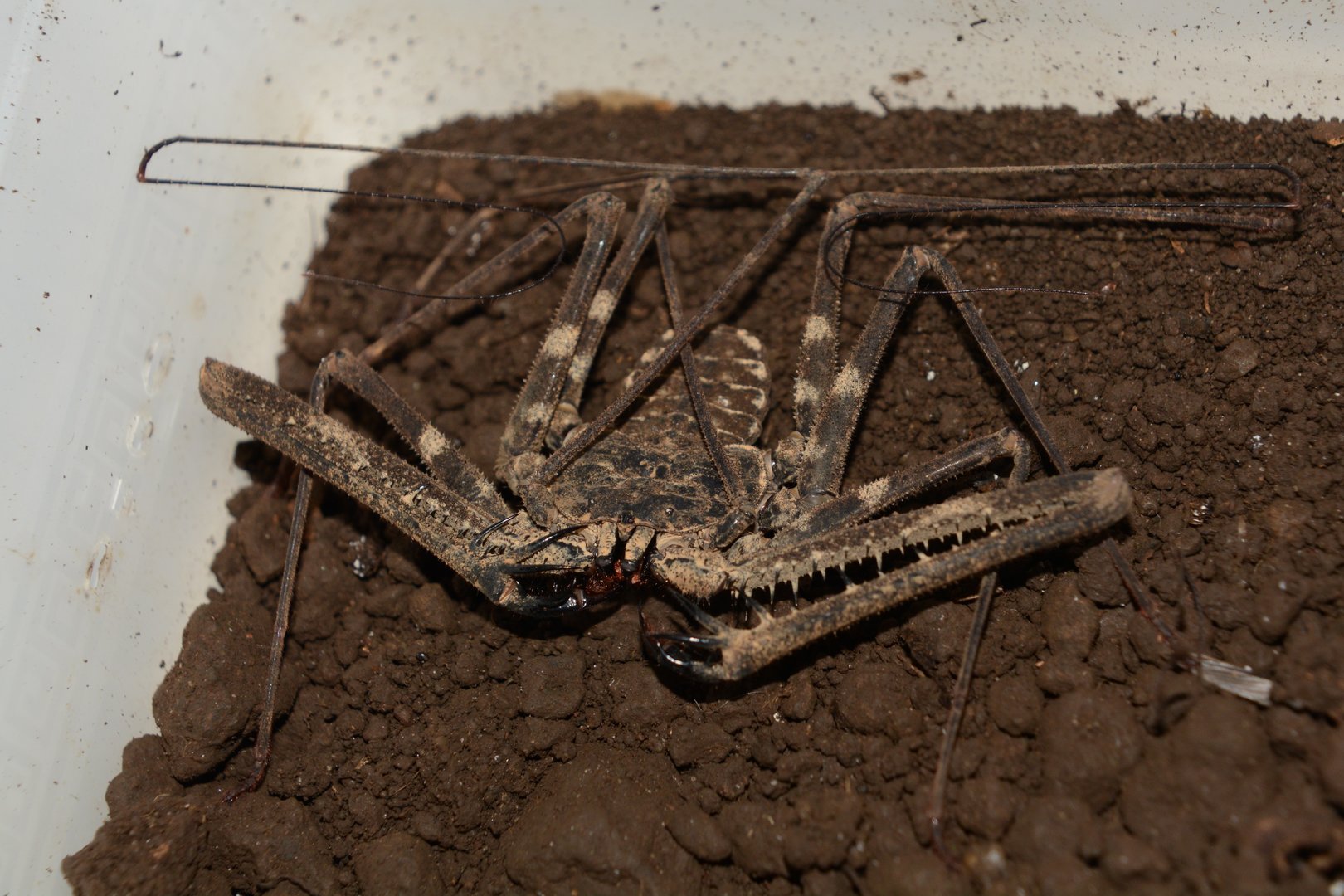 Johnson's tailless whip scorpion (Damon johnsonii)