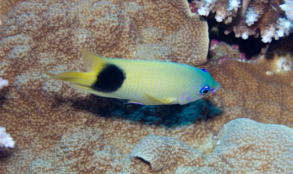 Johnston (Blue-eye) Damsel (Plectroglyphidodon johnstonianus)