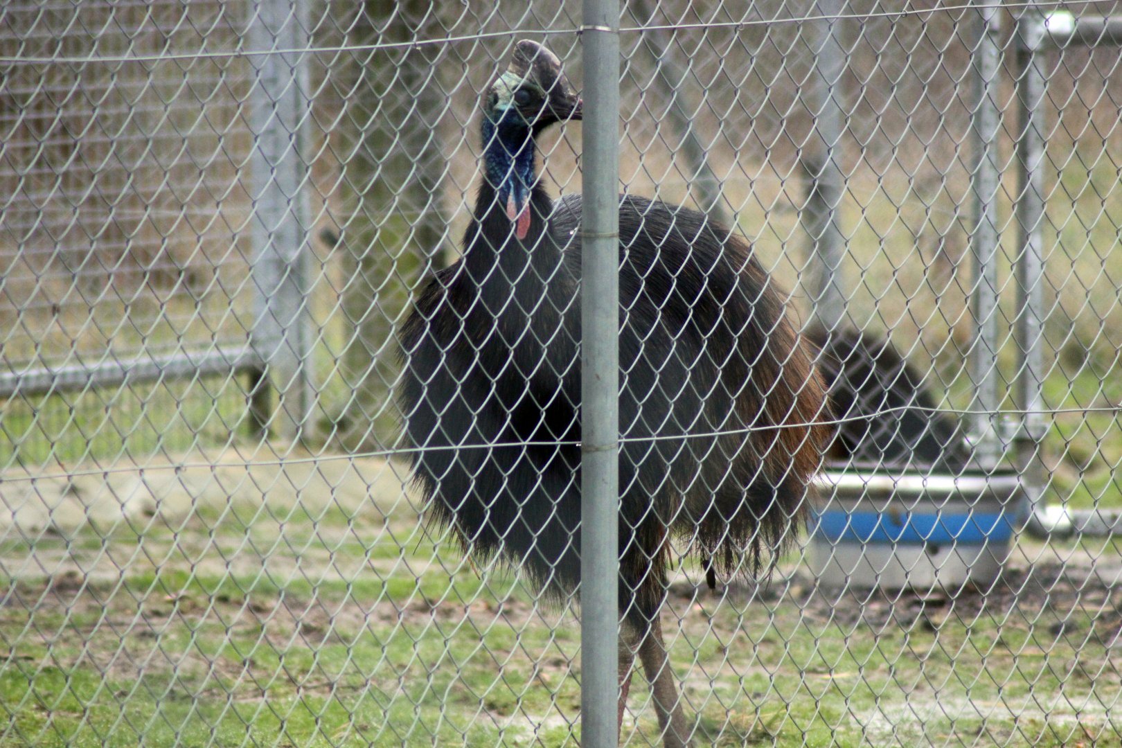 Johnstones Cassowary