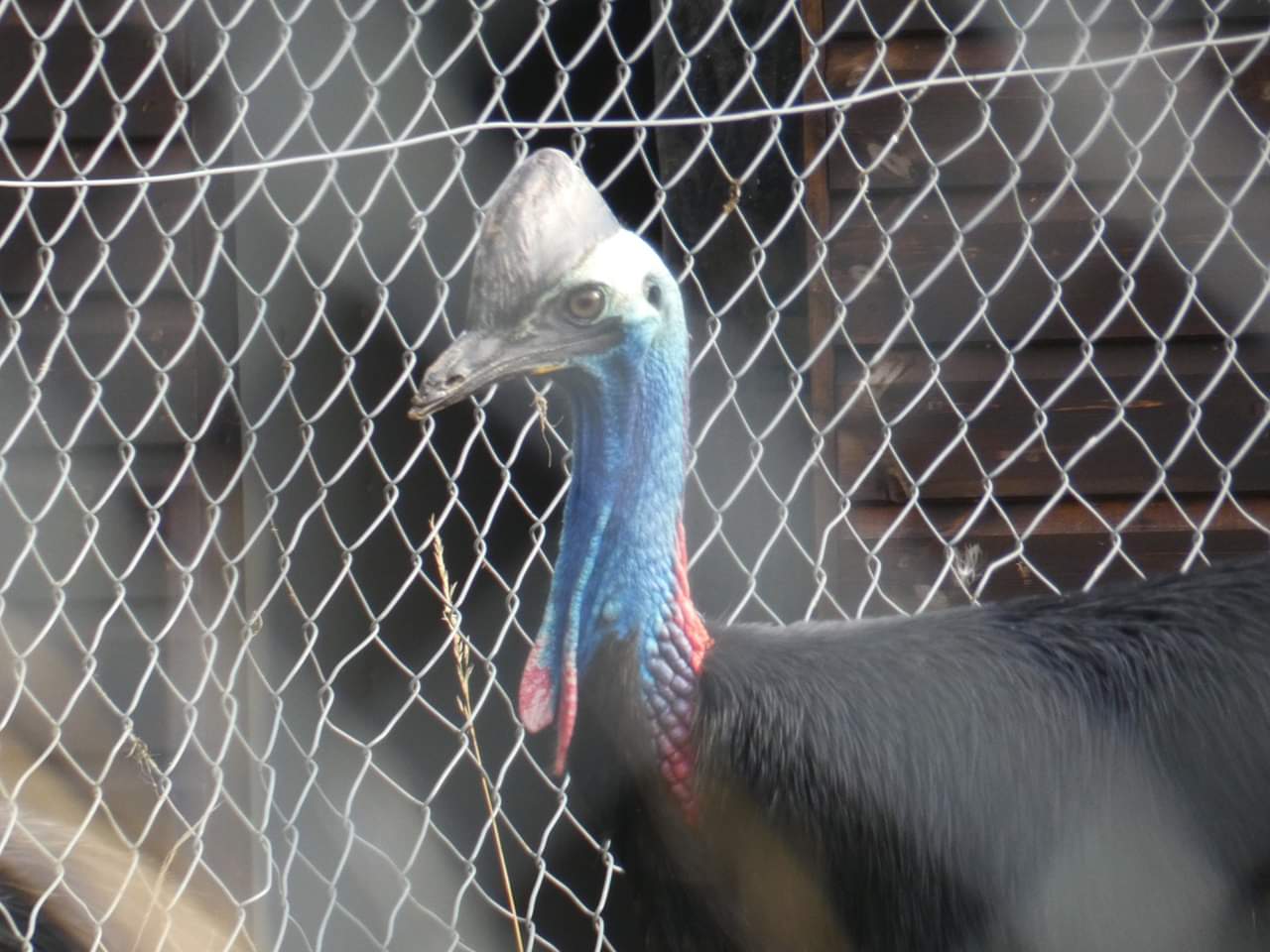 Johnstone's Cassowary