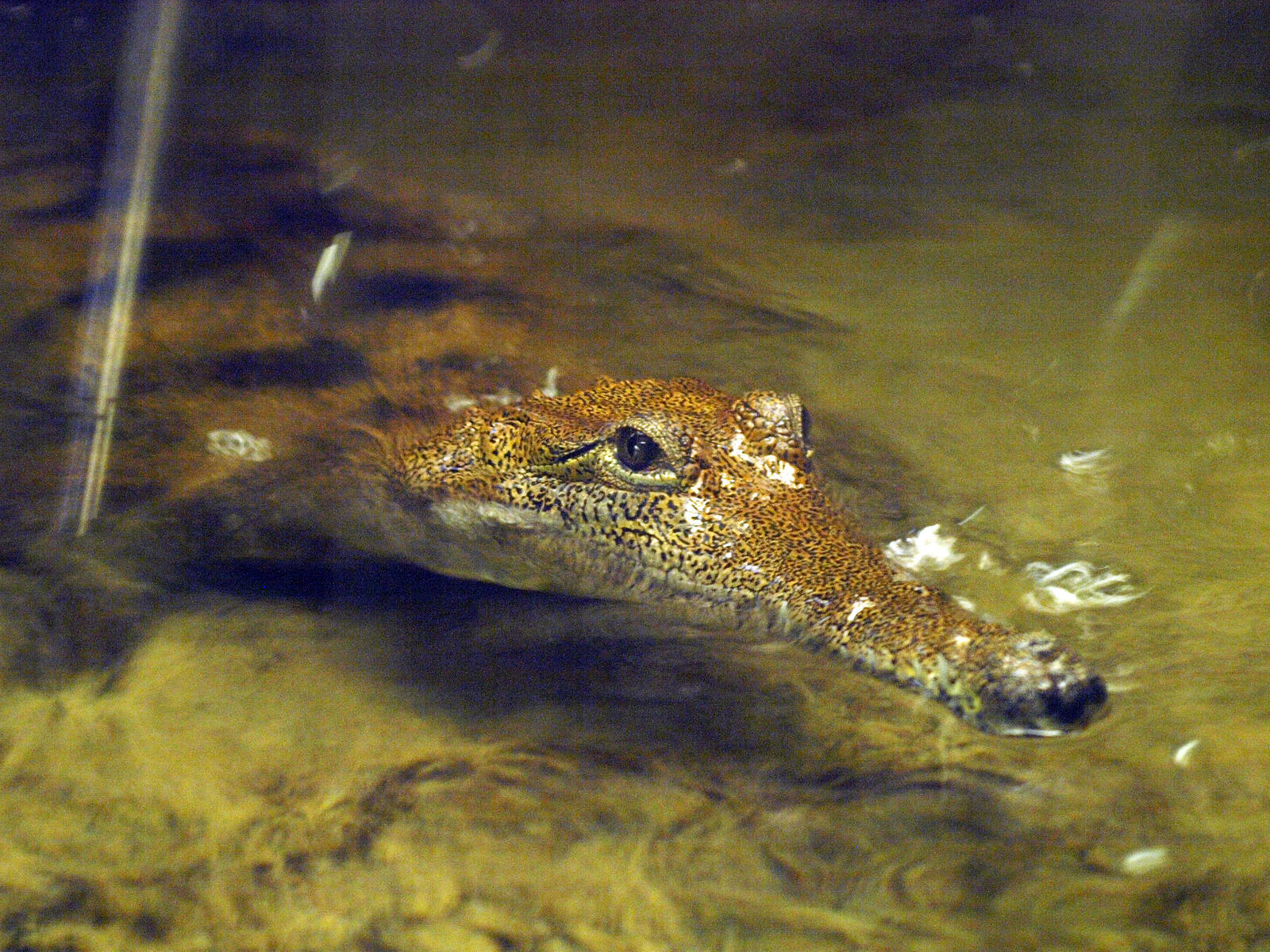Johnstone's crocodile